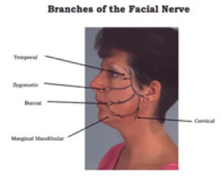 Branches of the Facial Nerve