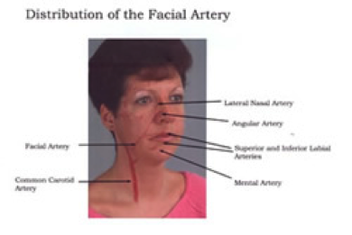 Distribution of the Facial Artery