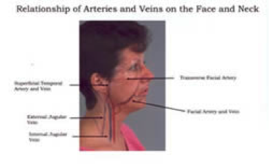 Relationship of Arteries and Veins on the face and neck 